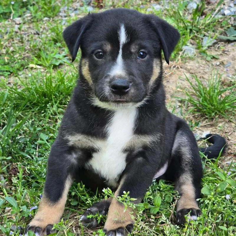 A baby medium-sized male Mixed Breed dog named Magellan for adoption in Alexandria, VA