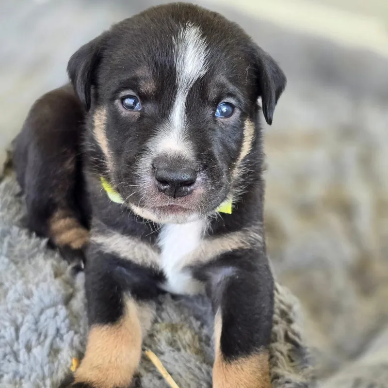 Magellan thumbnail 2