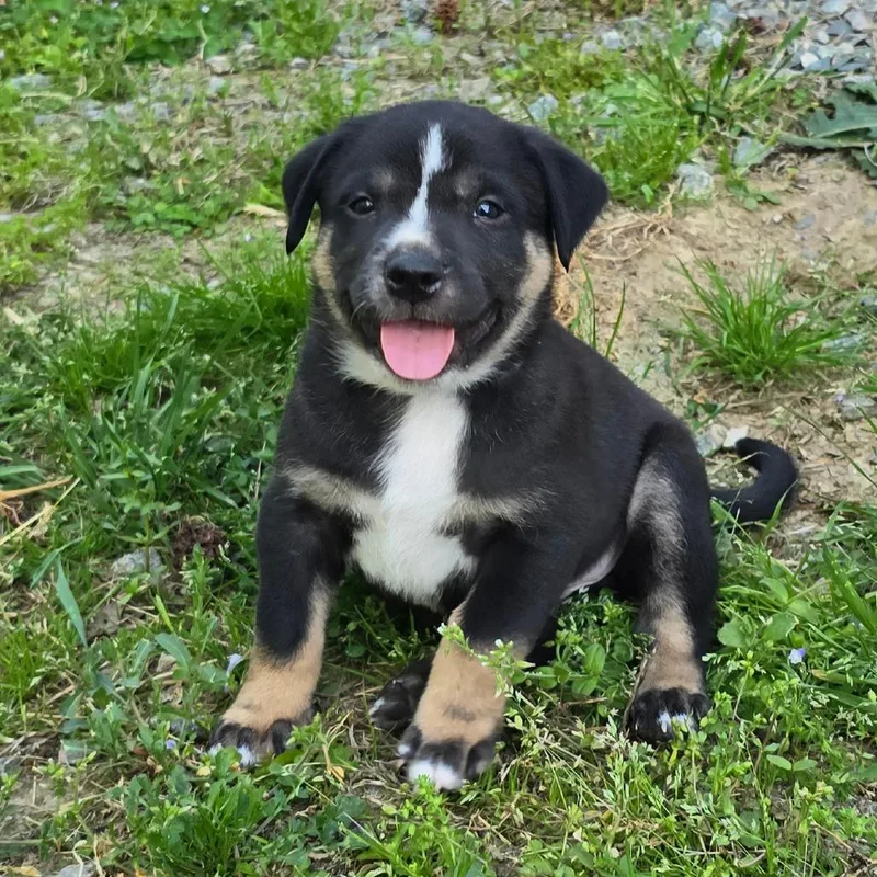 Magellan thumbnail 3