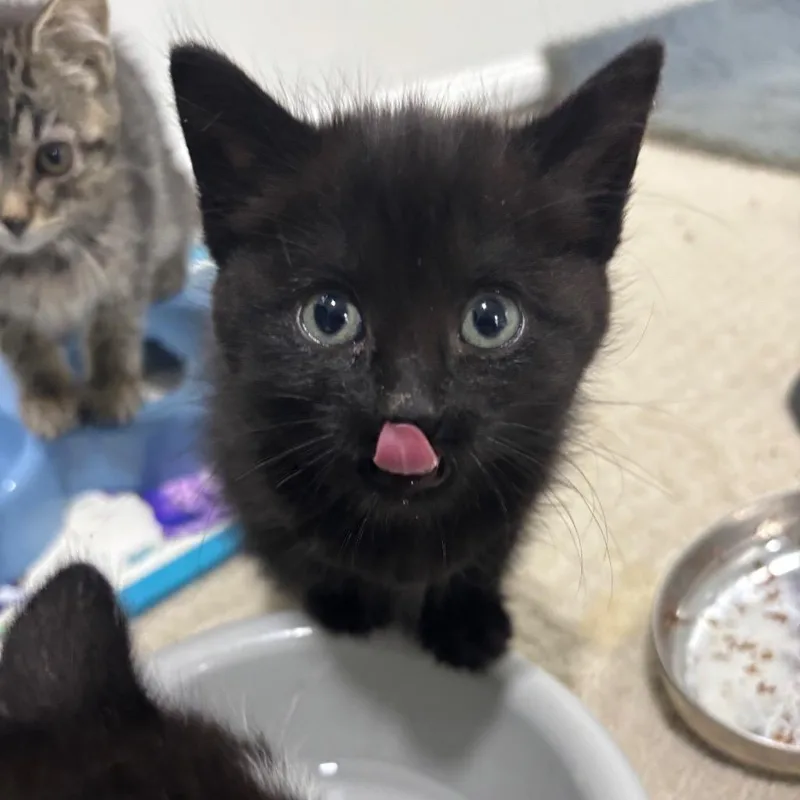 A baby medium-sized female Black Domestic Short Hair cat named Oodles for adoption in Columbia, MO