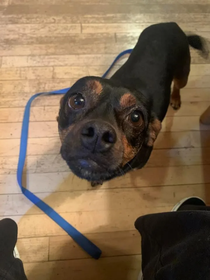 Cherry Sakura $ thumbnail 2