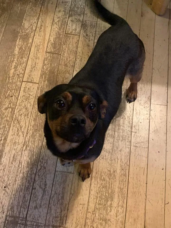 Cherry Sakura $ thumbnail 3