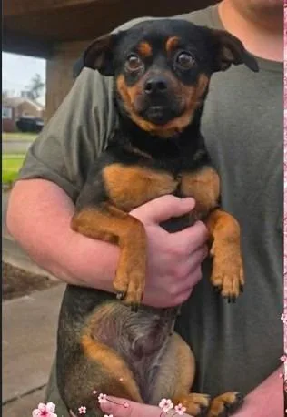 Cherry Sakura $ thumbnail 4