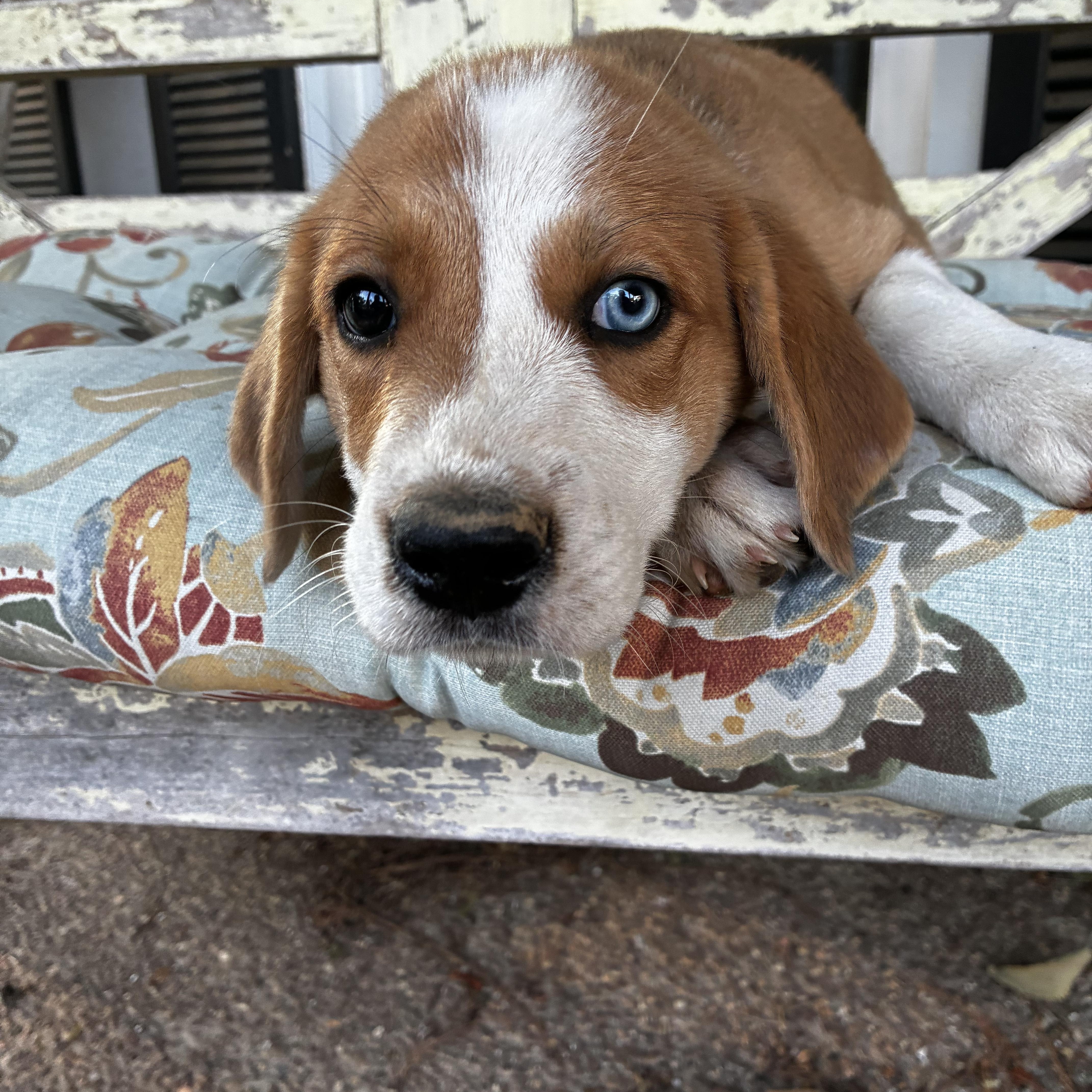 Buster