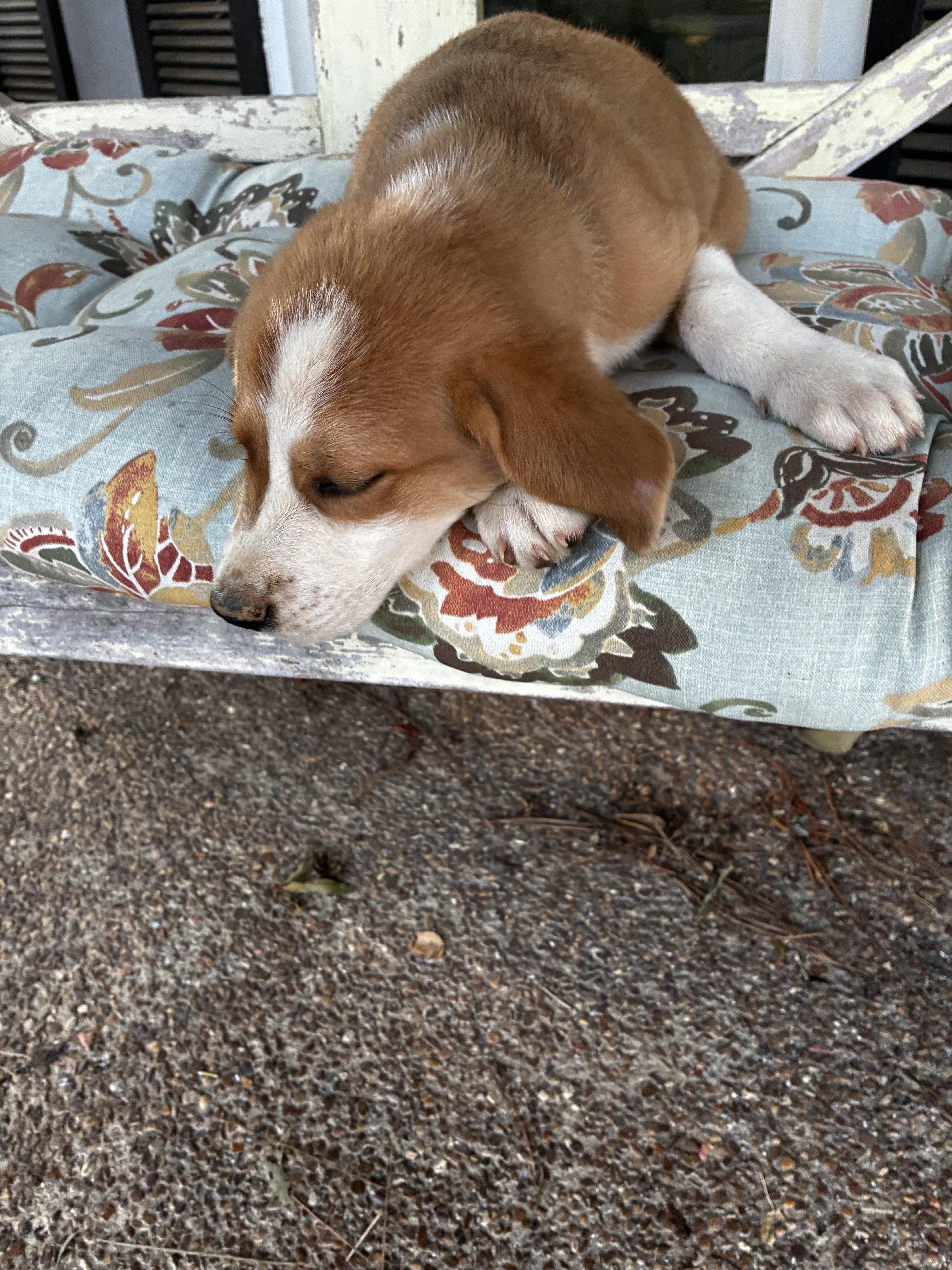 Buster thumbnail 6