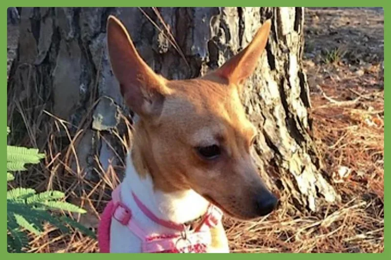 An adult small-sized female Golden Toy Fox Terrier dog named Little Debbie for adoption in Amherst, MA