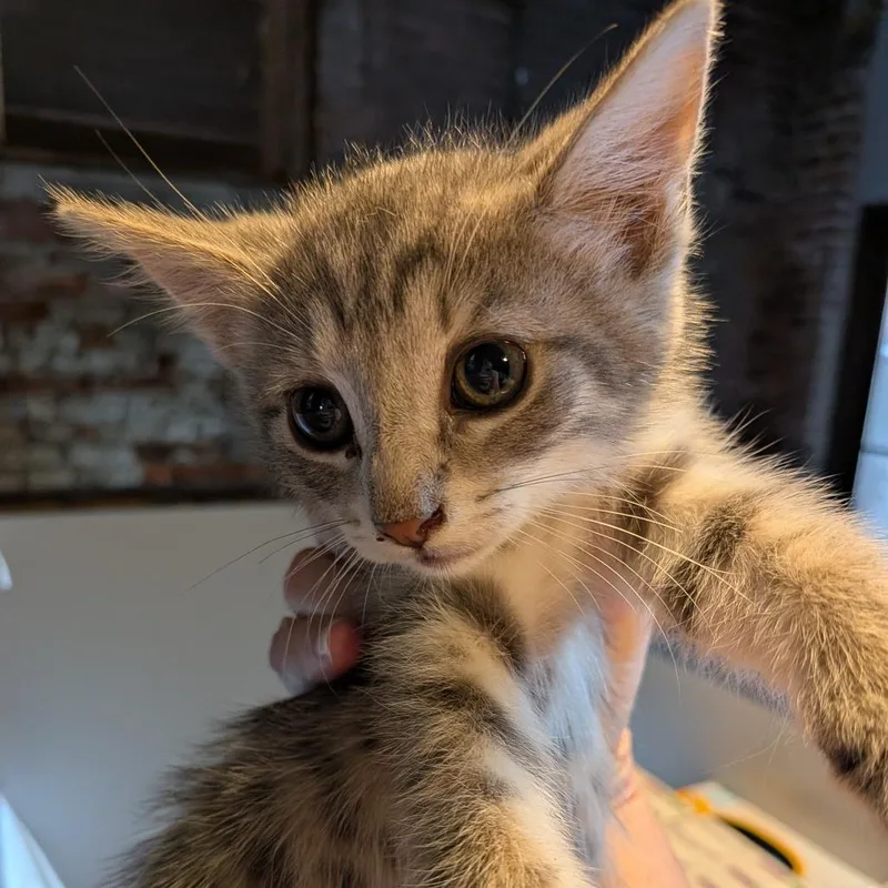A baby small-sized female Gray / Blue / Silver Domestic Short Hair cat named Gingham for adoption in Fairfax Station, VA
