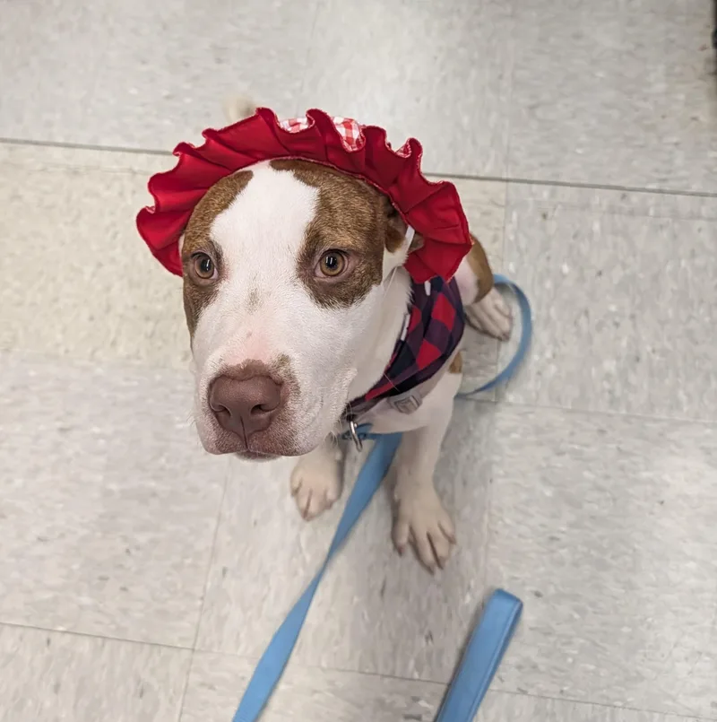 A baby large-sized female White / Cream Pit Bull Terrier dog named Daisy for adoption in Johnstown, PA