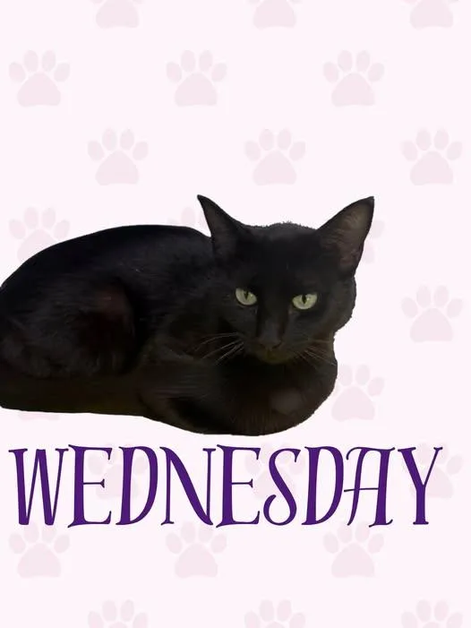 Wednesday
