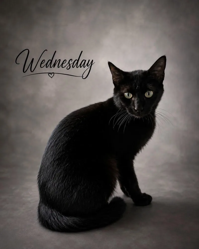 Wednesday thumbnail 2