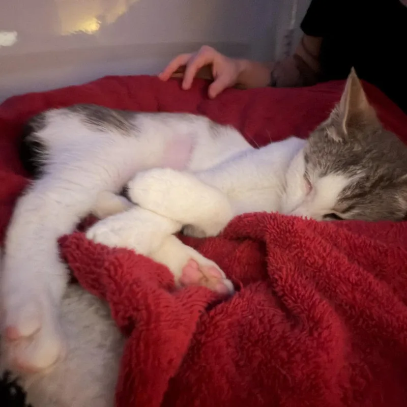A young small-sized female Gray / Blue / Silver Domestic Short Hair cat named Aiko for adoption in Brooklyn, NY
