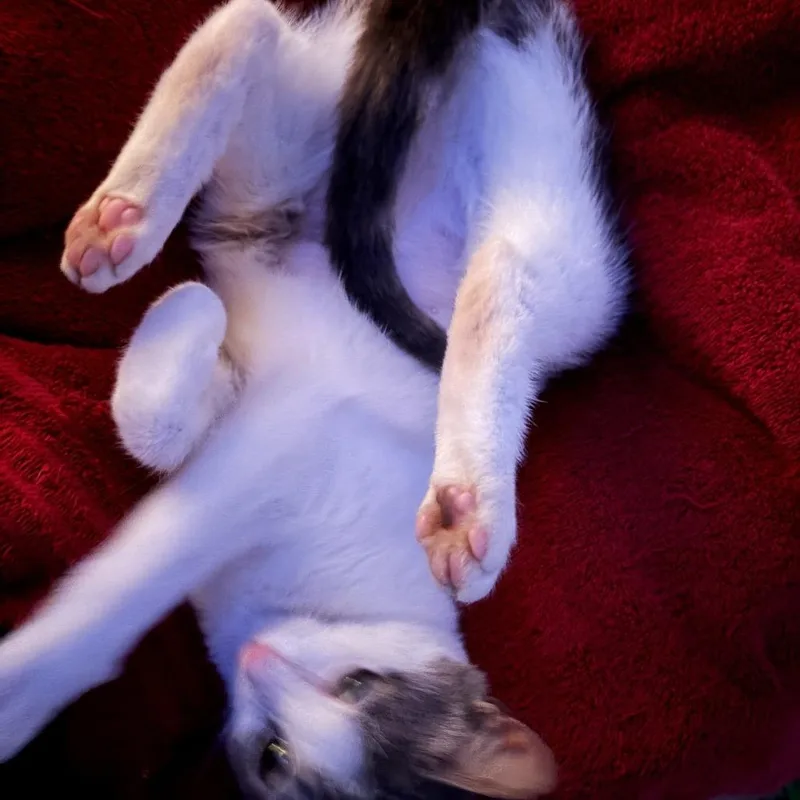 Aiko thumbnail 2