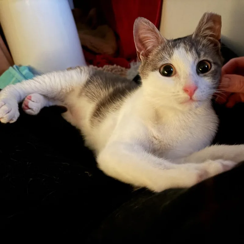 Aiko thumbnail 3