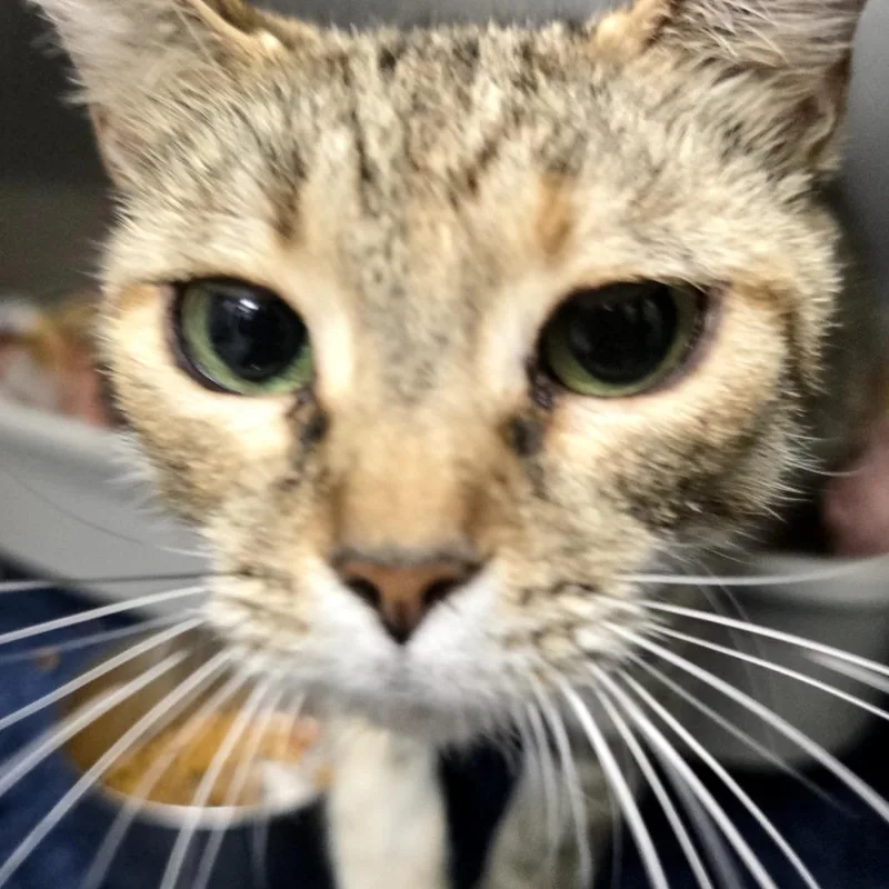 A senior medium-sized female Brown / Chocolate Domestic Short Hair cat named Kosmia for adoption in Marble, NC