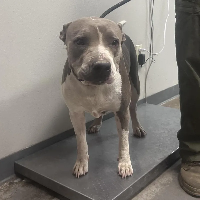 An adult large-sized female Gray / Blue / Silver Pit Bull Terrier dog named Shaunna for adoption in Yuma, AZ