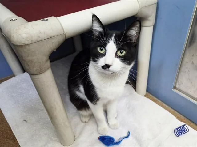 A young medium-sized female Domestic Short Hair cat named Chloe for adoption in Martinez, CA
