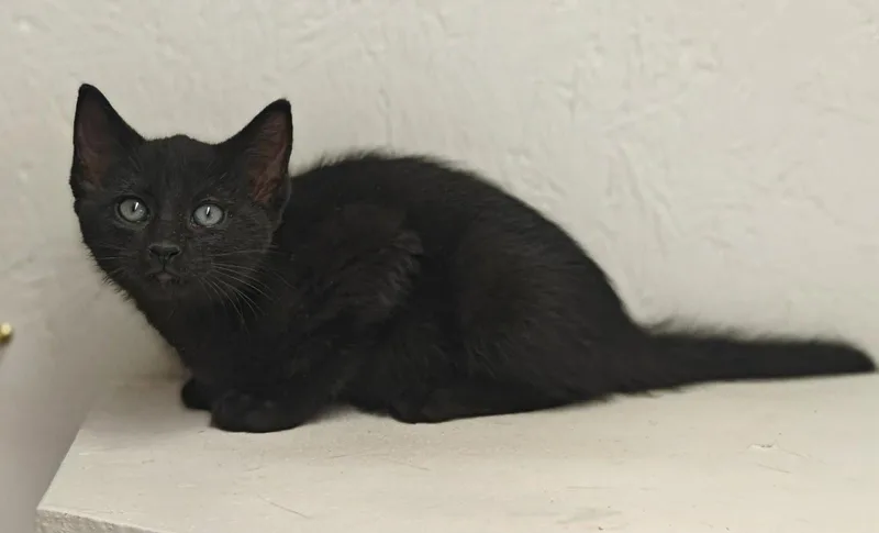 A baby medium-sized male Black Domestic Short Hair cat named Davey for adoption in Royal Palm Beach, FL