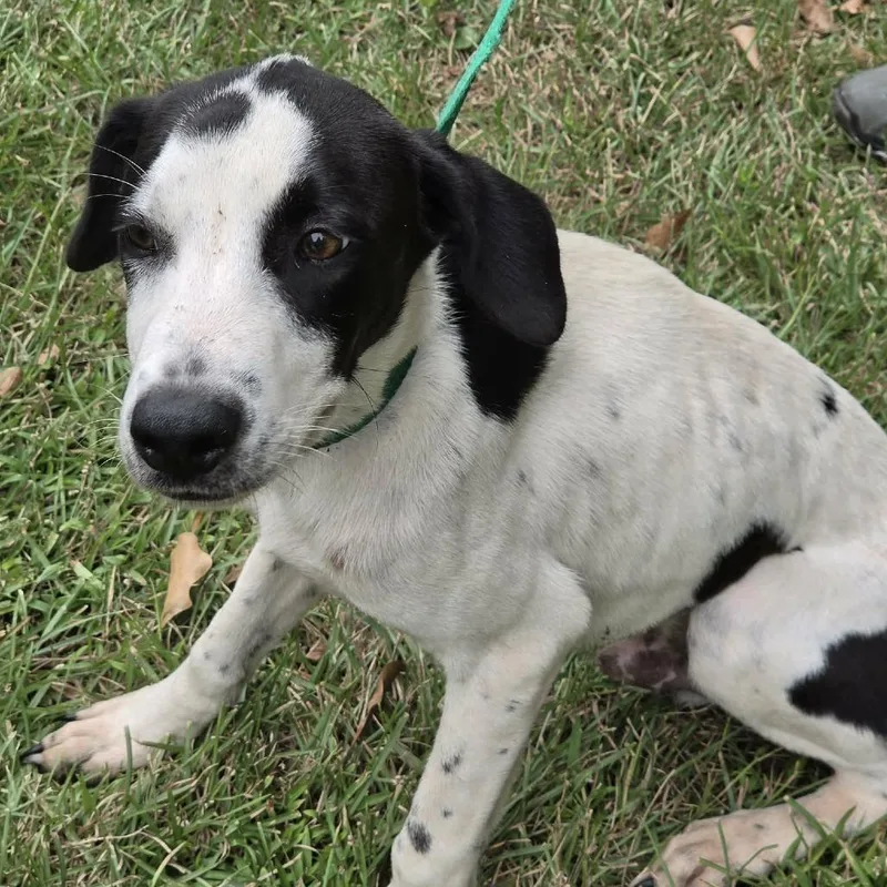 A young medium-sized male White / Cream Hound dog named Dino for adoption in Washington, DC