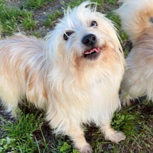 A baby small-sized male Apricot / Beige Mixed Breed dog named Irish Rebellion for adoption in Toms River, NJ