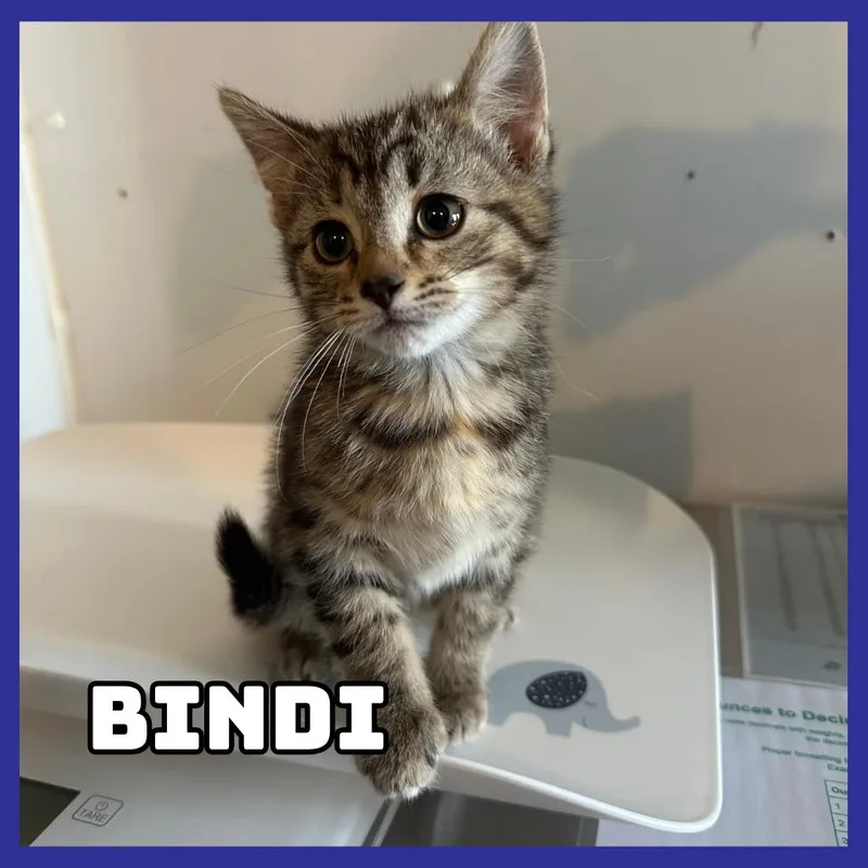 Bindi