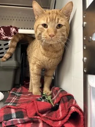 An adult large-sized male Orange / Red Domestic Short Hair cat named Junior for adoption in Kansas City, MO