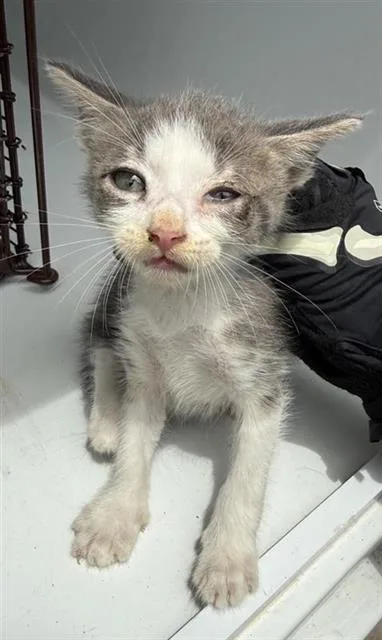 A baby small-sized male Domestic Short Hair cat named A for adoption in Houston, TX