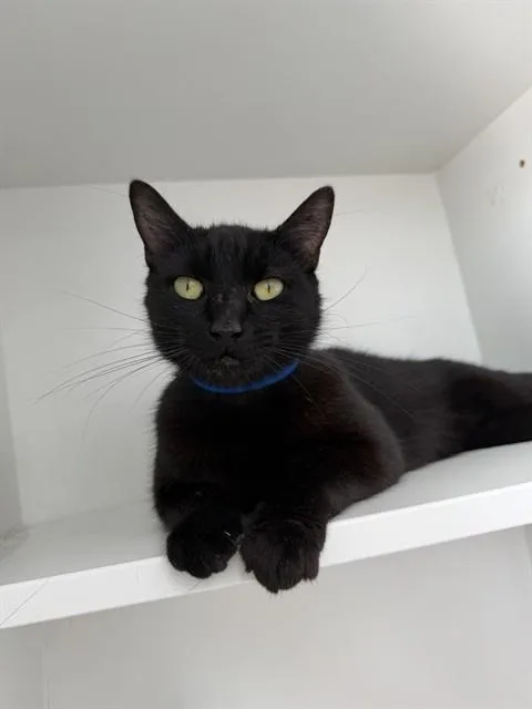 A young small-sized male Domestic Short Hair cat named Tyson for adoption in Upper Marlboro, MD