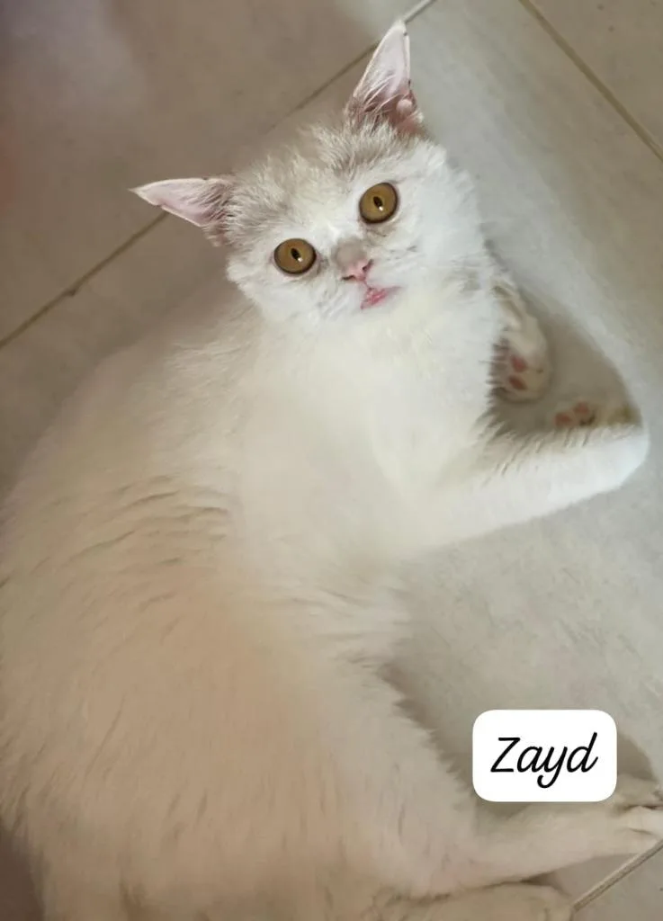 A baby large-sized male Scottish Fold cat named Zayd for adoption in San Jacinto, CA