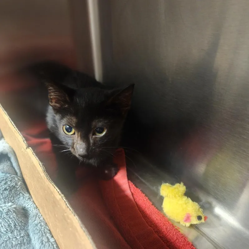 A baby small-sized male Black Domestic Short Hair cat named Fozzy for adoption in Evensville, TN