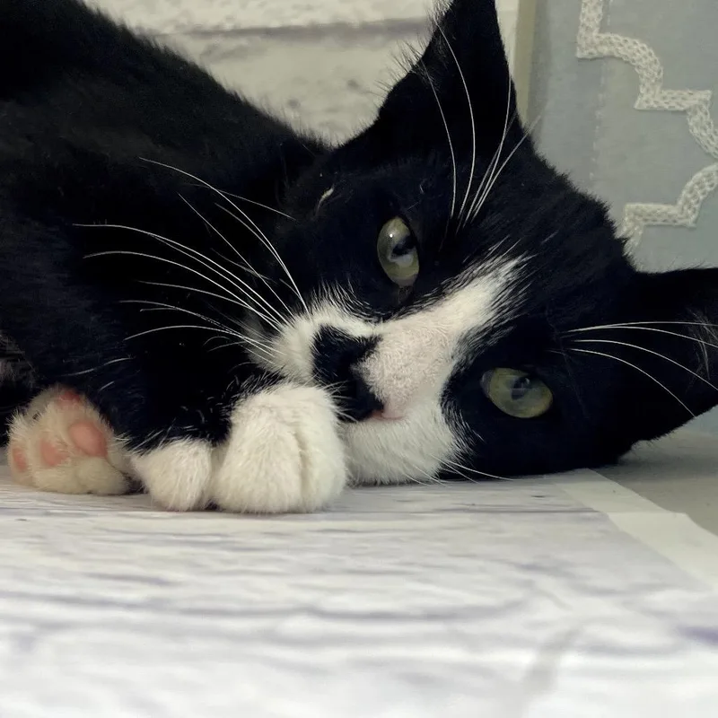 A young medium-sized male Black Domestic Short Hair cat named Lipwig "lippy" for adoption in Harrisonburg, VA