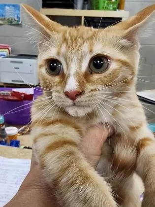 A baby small-sized female Domestic Short Hair cat named Dolly $ for adoption in Seneca, SC
