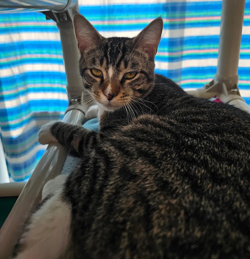 Cannoli