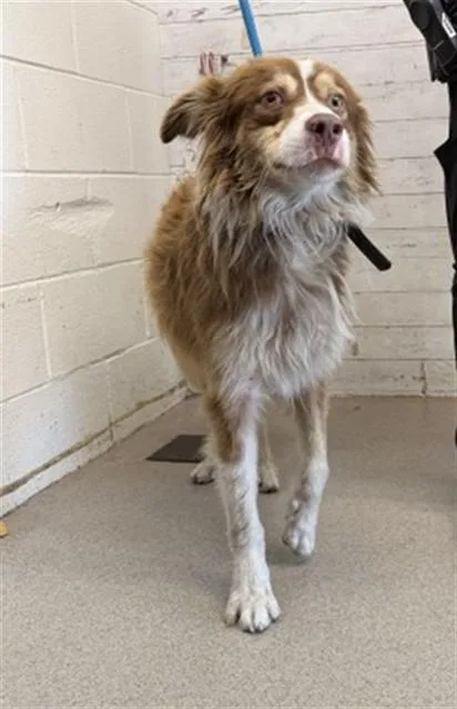 A young medium-sized male Australian Shepherd dog named Natsu for adoption in San Bernardino, CA