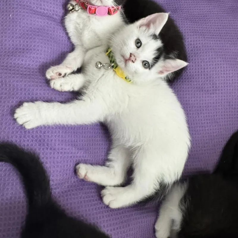 A baby small-sized male Black & White / Tuxedo Domestic Medium Hair cat named Yeti for adoption in Dallas, TX