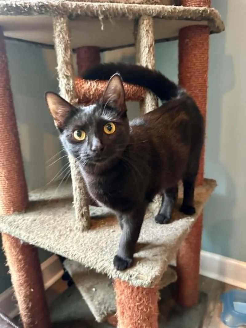 A young medium-sized female Black Domestic Short Hair cat named Bear for adoption in Barrington Hills, IL