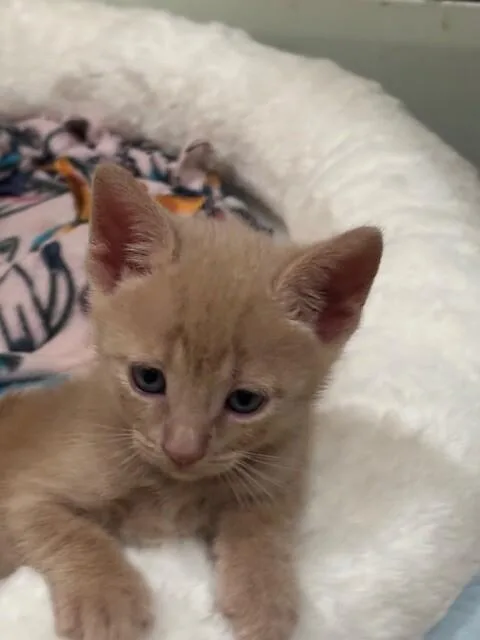 A young medium-sized male Buff / Tan / Fawn Domestic Short Hair cat named Waffles for adoption in Fort Collins, CO