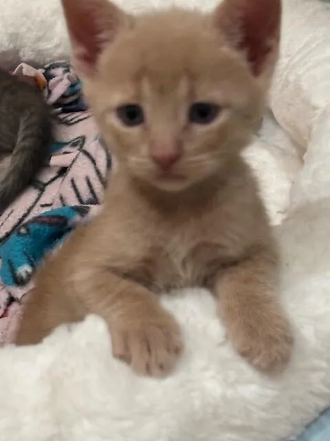 Waffles thumbnail 2