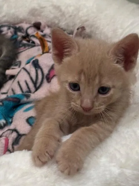 Waffles thumbnail 3