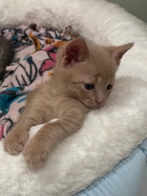 Waffles thumbnail 6