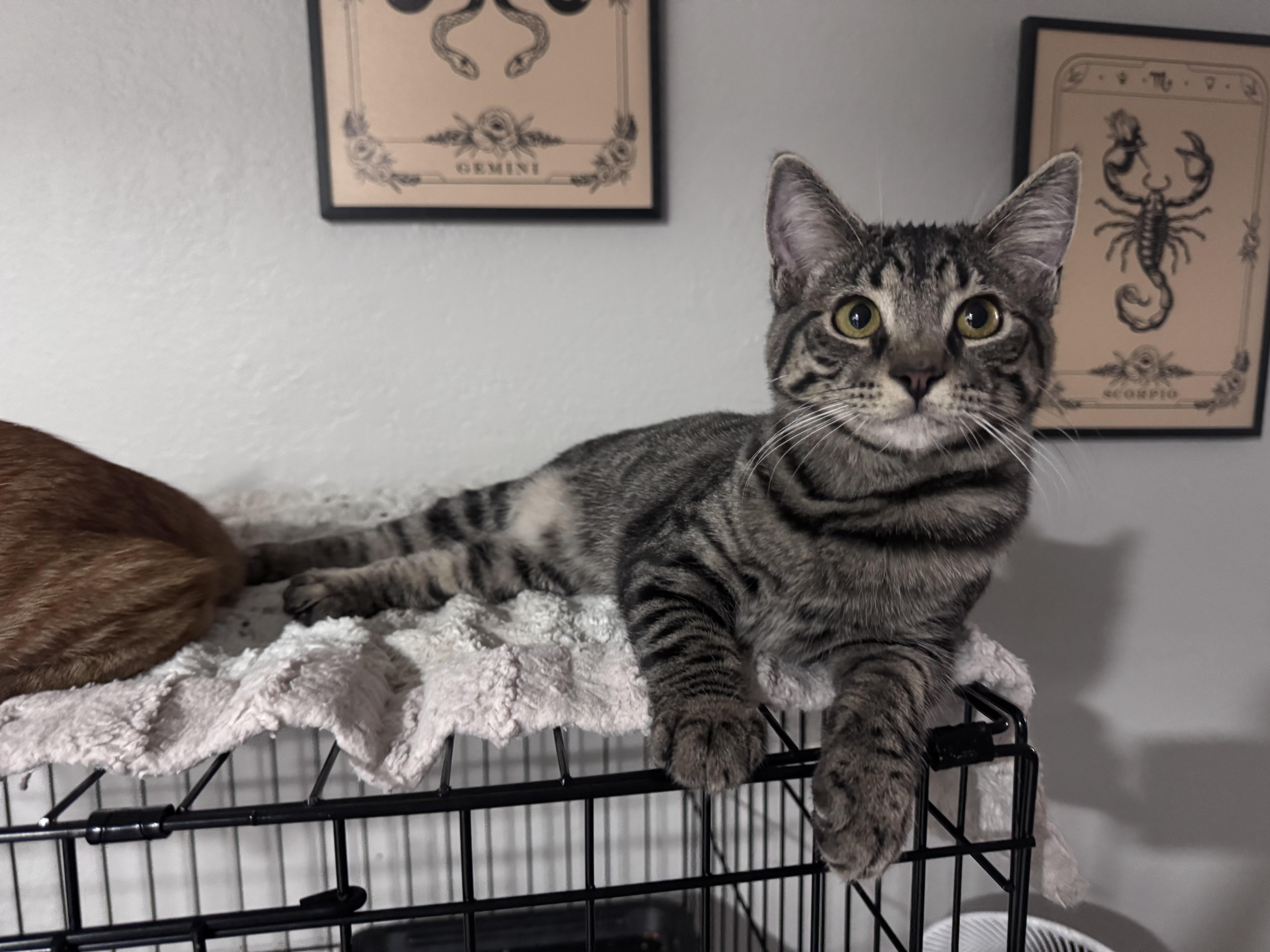 A baby medium-sized female Tabby (Gray / Blue / Silver) Domestic Short Hair cat named Oona for adoption in Fresno, CA