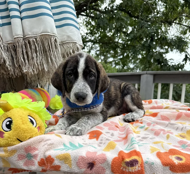A baby medium-sized male Brown / Chocolate Australian Shepherd dog named Prince for adoption in White Lake, MI