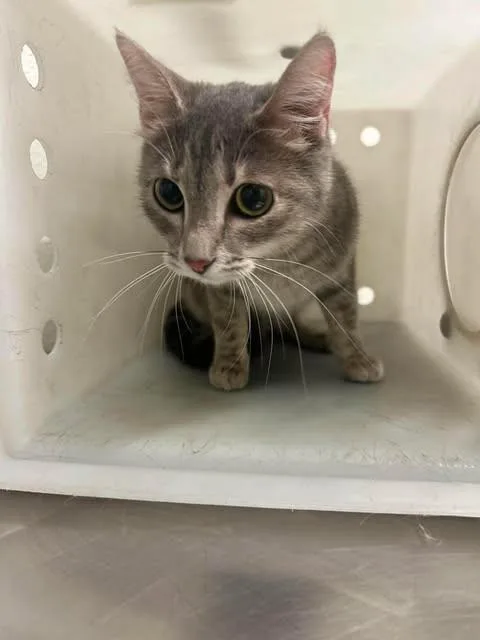 A young medium-sized female Tabby (Gray / Blue / Silver) Domestic Short Hair cat named Pebbles for adoption in Fruit Heights, UT