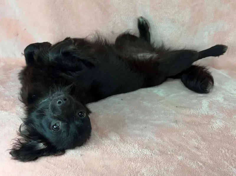 A young small-sized female Black Chihuahua dog named Amanda for adoption in Manhattan, NY