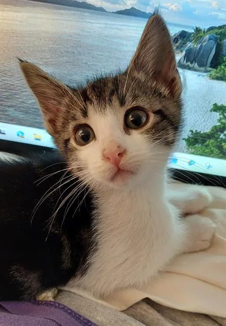 A baby small-sized female Domestic Short Hair cat named Ruth for adoption in Sacramento, CA