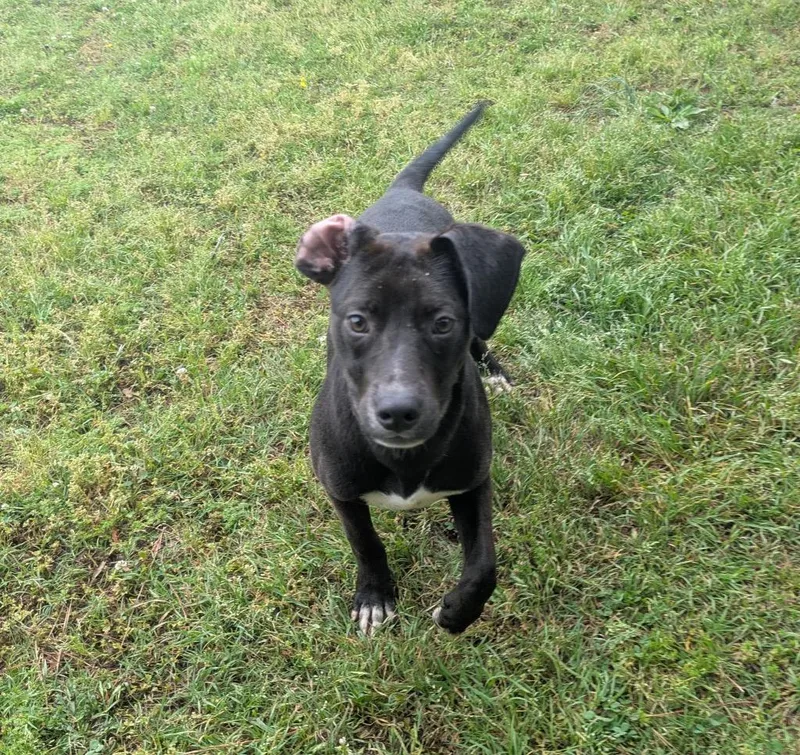 A baby medium-sized male Labrador Retriever dog named Roman for adoption in Little Rock, AR