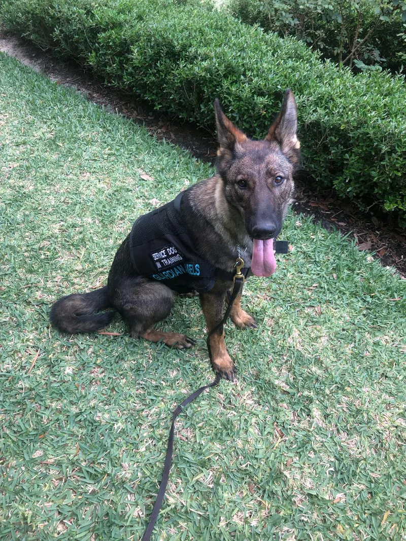 An adult large-sized female Sable German Shepherd Dog dog named Missy for adoption in Williston, FL