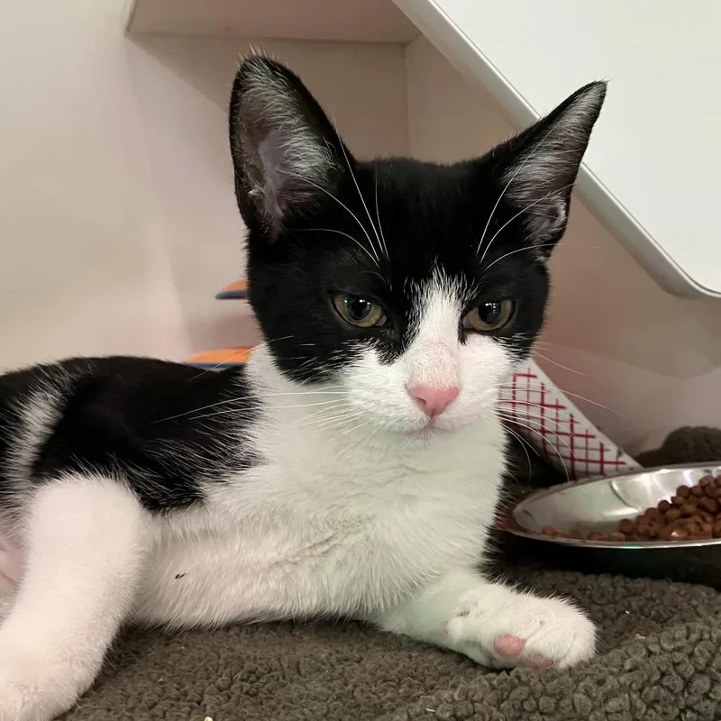 A baby small-sized female Black Domestic Short Hair cat named Tristan for adoption in Oak Park, IL