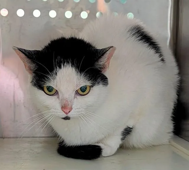 An adult large-sized female Domestic Short Hair cat named Gerbil for adoption in Fort Lauderdale, FL