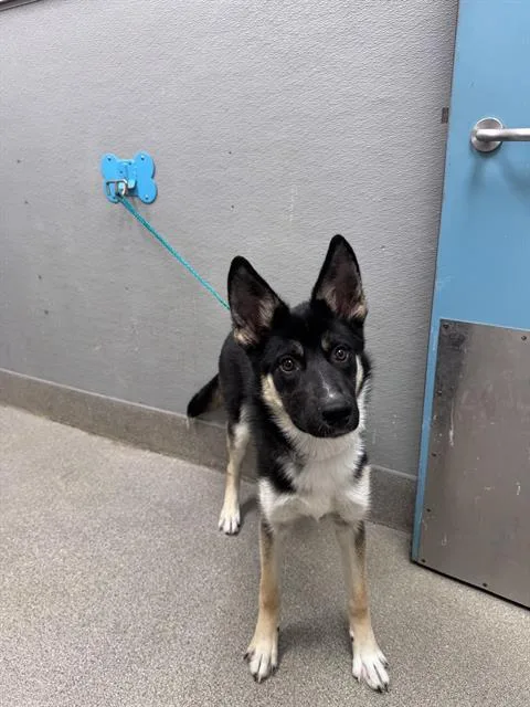 Houdini