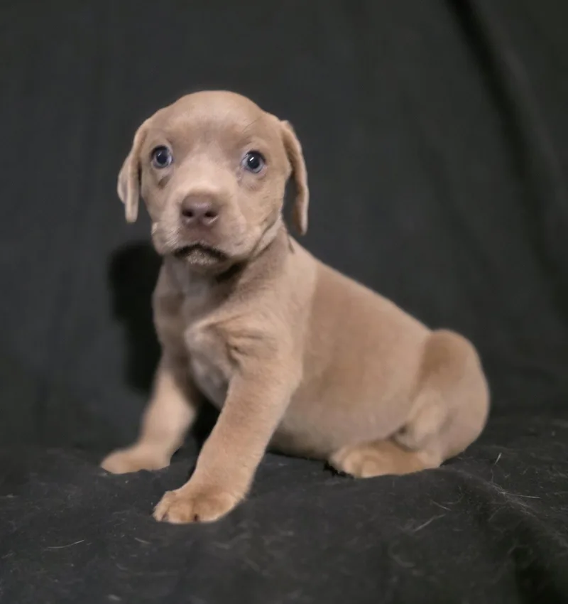 A baby medium-sized female Mixed Breed dog named Buffy for adoption in McKinney, TX